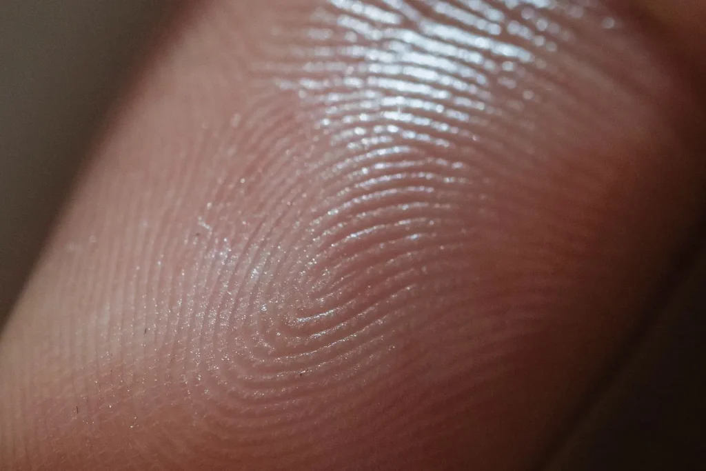 Macro view of fingerprint ridge patterns used for identification
